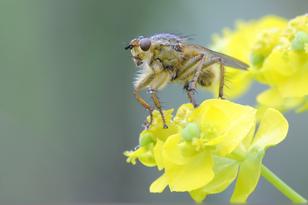 Scathophaga stercoraria